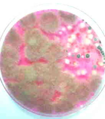 Contrôle de l'environnement du cheval : recherche de moisissures et de levures dans l'air,les aliments, les litières et les batiments. Contrôle de l'environnement du cheval : recherche de moisissures et de levures dans l'air,les aliments, les litières et les batiments.