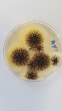 Aspergillus niger