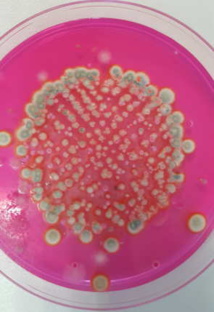 Penicillium dans l'air d'un box en copeaux