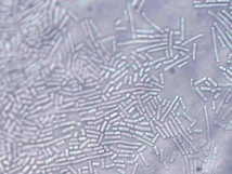 geotrichum x1000 geotrichum x1000