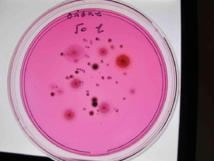 box en paille box en paille