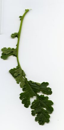 Les plantes toxiques pour le foie Les plantes toxiques pour le foie