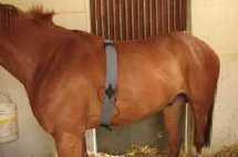 Les bases de la physiologie de l'effort Les bases de la physiologie de l'effort