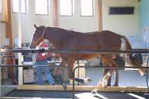 Les bases de la physiologie de l'effort Les bases de la physiologie de l'effort