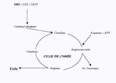 Role probable de l'ammoniac dans les incoordinations motrices transitoires des chevaux de course