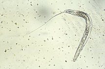 Le controle du parasitisme intestinal : nouvelle approche Le controle du parasitisme intestinal : nouvelle approche