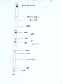 Bonne année 2014 Bonne année 2014