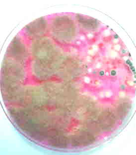 Contrôle de l'environnement du cheval : recherche de moisissures et de levures dans l'air,les aliments, les litières et les batiments. Contrôle de l'environnement du cheval : recherche de moisissures et de levures dans l'air,les aliments, les litières et les batiments.