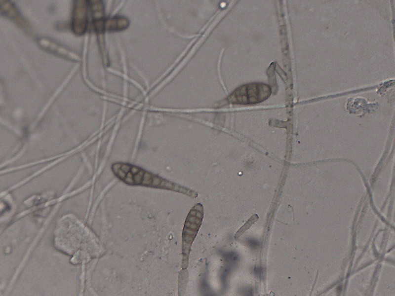 Contrôle de l'environnement du cheval : recherche de moisissures et de levures dans l'air,les aliments, les litières et les batiments. Contrôle de l'environnement du cheval : recherche de moisissures et de levures dans l'air,les aliments, les litières et les batiments.