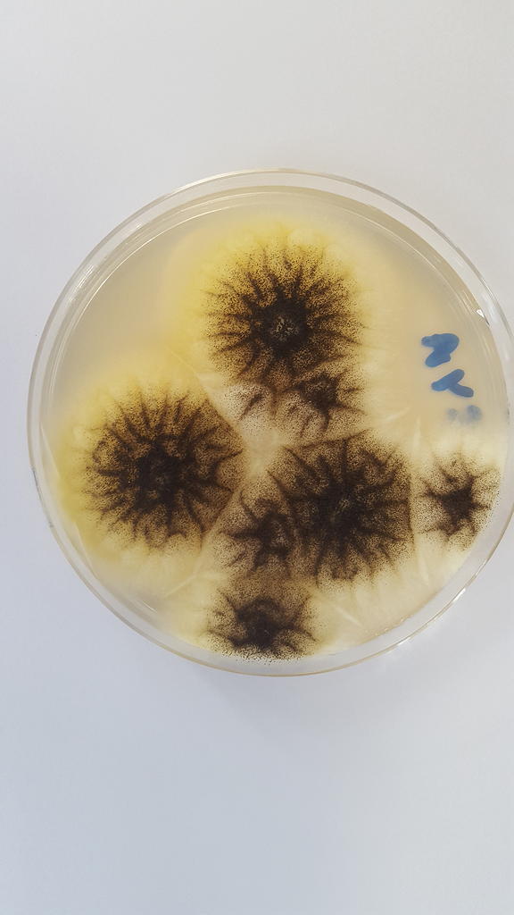 Aspergillus niger Aspergillus niger