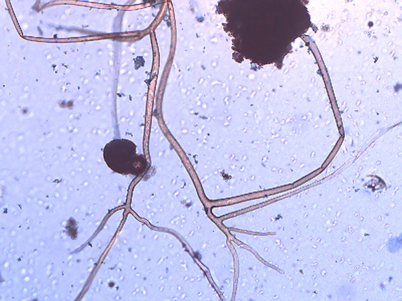 Contrôle de l'environnement du cheval : recherche de moisissures et de levures dans l'air,les aliments, les litières et les batiments. Contrôle de l'environnement du cheval : recherche de moisissures et de levures dans l'air,les aliments, les litières et les batiments.