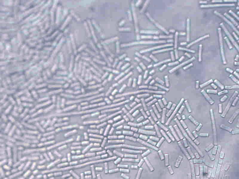 geotrichum x1000 geotrichum x1000