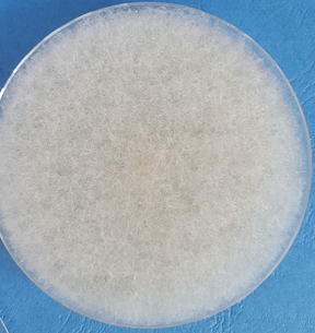 Absidia corymbifera Absidia corymbifera