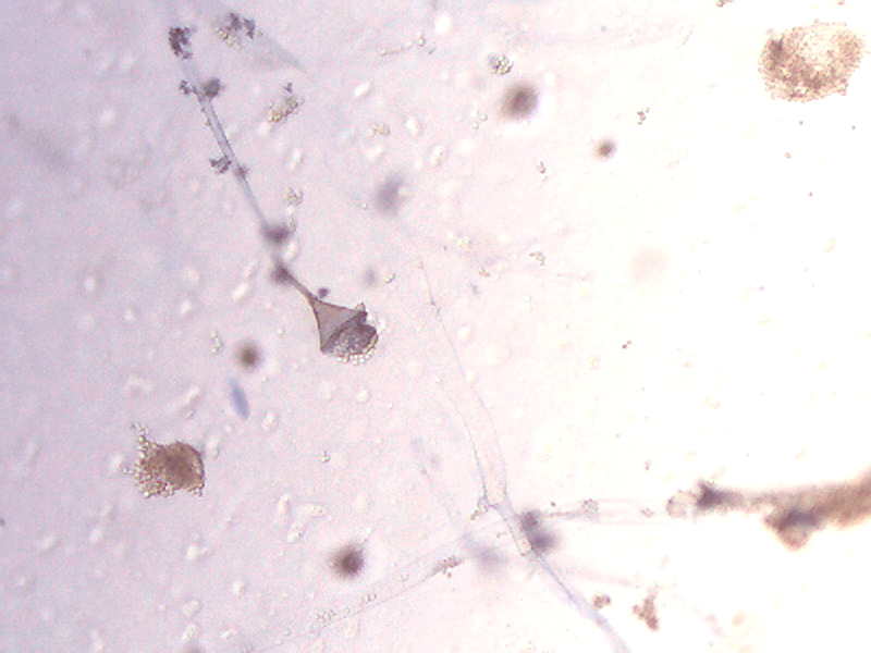 Absidia corymbifera